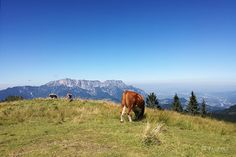 cows graze on the side of a grassy hill with mountains in the background and blue sky