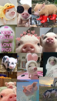 many different pictures of pigs with hearts on them