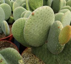 many green cactus plants in small pots on the ground and one is yellow with brown spots