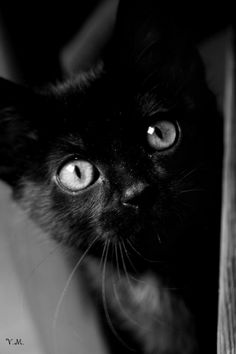 a black cat looking up at the camera