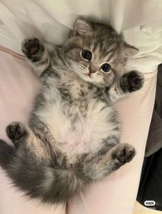 a kitten is laying on its back with it's paws in the air