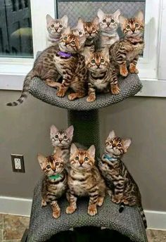 a group of kittens sitting on top of a cat tree