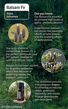 Fir Essential Oil, Balsam Hill Alpine Balsam Fir, Doterra Balsam Fir, Peru Balsam Essential Oil, Spruce Essential Oil, Balsam Fir, Doterra Essential Oils Recipes, Essential Oils Health, Fact Sheet