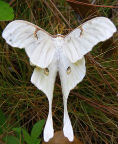 a large white moth sitting on top of a leaf covered ground