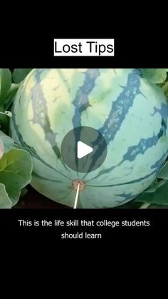 a watermelon with the words lost tips on it and an image of leaves