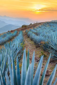 the sun is setting over a field of blue agavena