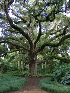 a large tree with lots of green leaves on it's branches in a park