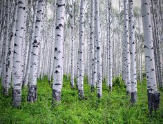 a grove of trees in the middle of a forest