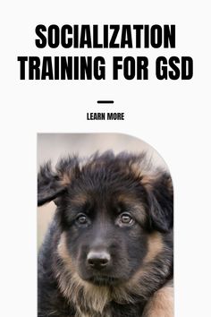 Socialization Training For German Shepherd Dogs Most Expensive Dog, Cane Corso Dog, Corso Dog, Popular Dog Breeds, Most Popular Dog Breeds, Dog Valentines