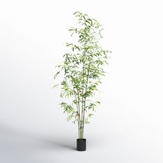 a tall bamboo plant in a black vase