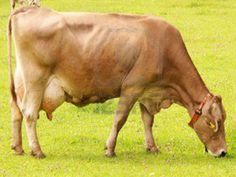 a brown cow eating grass in a field