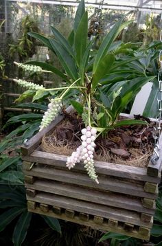 a plant in a wooden box hanging from a chain with some plants growing out of it