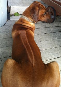 a brown dog sitting on top of a wooden floor