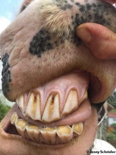 a close up of a horse's mouth with teeth