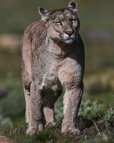 a mountain lion standing on top of a lush green field