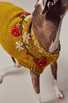 a dog wearing a yellow sweater with flowers on it's chest and ears, standing in front of a white background