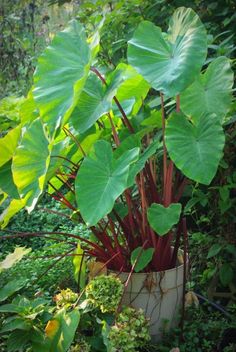 a potted plant with large green leaves on it in the middle of a garden