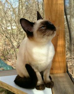 a siamese cat sitting on top of a window sill