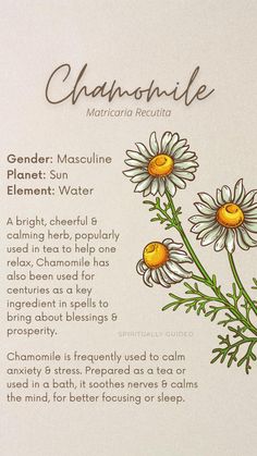 chamomile flower description card with instructions