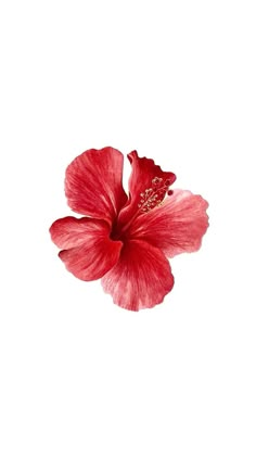 Hibiscus flower Hibiscus Flower Wallpaper Aesthetic, Pretty Wallpaper Ipad, Pink Flowers Wallpaper, Pretty Backgrounds