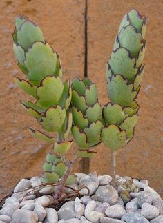 a small green plant sitting on top of a pile of rocks next to a wall