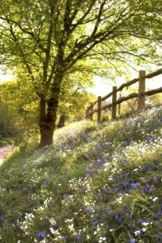 a fenced in field with wildflowers growing on the hillside and trees lining the path