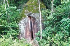 a tree stump in the middle of a forest filled with lots of trees and plants