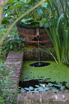 an old barrel is filled with water and green algae in a garden pond surrounded by greenery