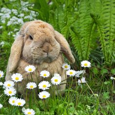 a rabbit sitting in the grass surrounded by daisies