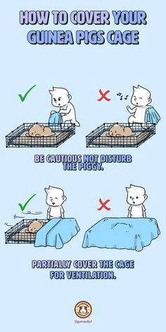 How to cover your guinea pigs cage? Be cautious and do not disturb the piggy. Partially cover the cage for ventilation. Guinea Pig Names Male, Guniea Pig Aesthetic Cage, C&c Guinea Pig Cage Ideas, Homemade Guinea Pig Cage, Cute Guinea Pig Cage Ideas, Guinea Pigs Cage Ideas, Guinea Pig Cage Ideas, Diy Guinea Pig Toys