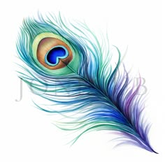 a colorful peacock feather on a white background