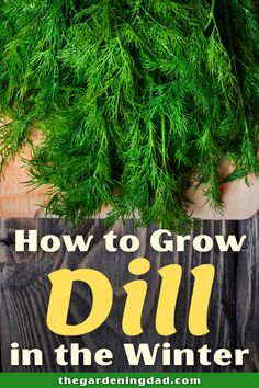 dill in the winter with text overlay how to grow dill in the winter