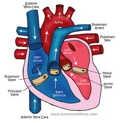 an image of the human heart with labels on each side and labeled in red, white and blue