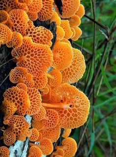 orange mushrooms growing on the side of a tree