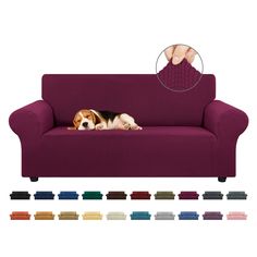 a dog laying on top of a purple couch next to different colors of pillows and covers