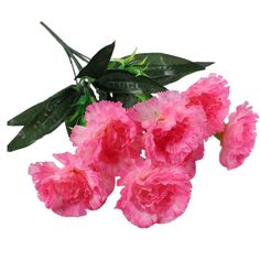 pink carnations with green leaves on white background