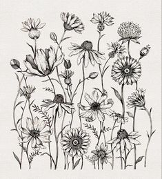 an ink drawing of wildflowers in black and white