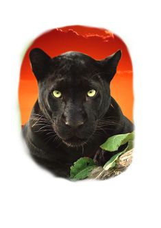 a black cat with green eyes sitting in front of an orange sky and tree branch