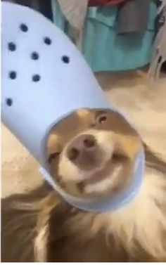 a dog with a hair brush in it's mouth