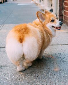 a corgi dog standing on the sidewalk in front of a brick building