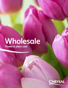 pink tulips with the words wholesale flower and plant care in front of them