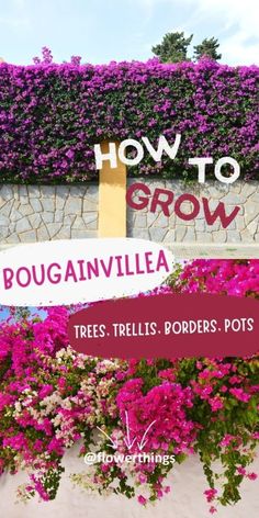 the sign for how to grow pougainvilleia in front of purple flowers