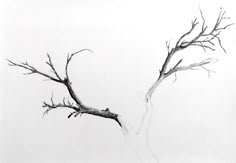 a tree branch with no leaves is shown in black and white