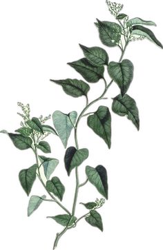 a plant with green leaves is shown on a white background and has long, thin stems