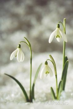 three snowdrops are in the water with white foam on it's surface