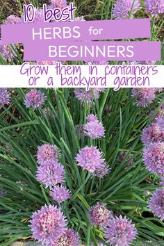 a chive plant growing in the garden Grow Herbs Outdoors, Windowsill Herbs, Herbs For Beginners, Growing Herbs Outdoors, Growing Herbs At Home, Garden Redesign, Herbs At Home, Easy Vegetables, Growing Parsley