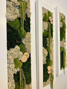 moss covered wall hangings on the side of a white door with wood slices in them