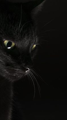 a black cat with green eyes looking at something in the distance on a dark background