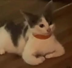 a black and white cat laying on top of a wooden floor