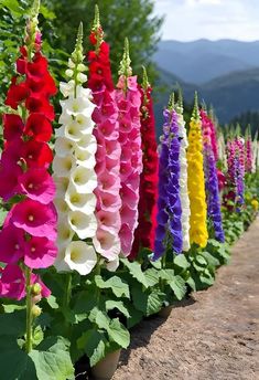 many different colored flowers are growing in the dirt